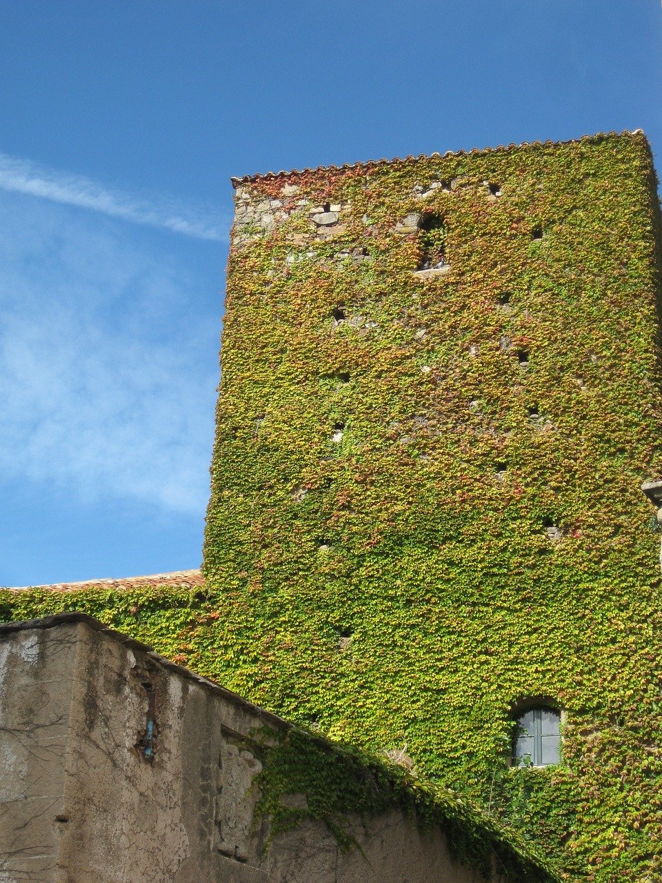 Stenen gevel begroeid met groene klimplanten